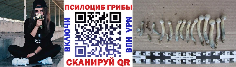 сколько стоит  мега сайт  Псилоцибиновые грибы GOLDEN TEACHER  Пестово 